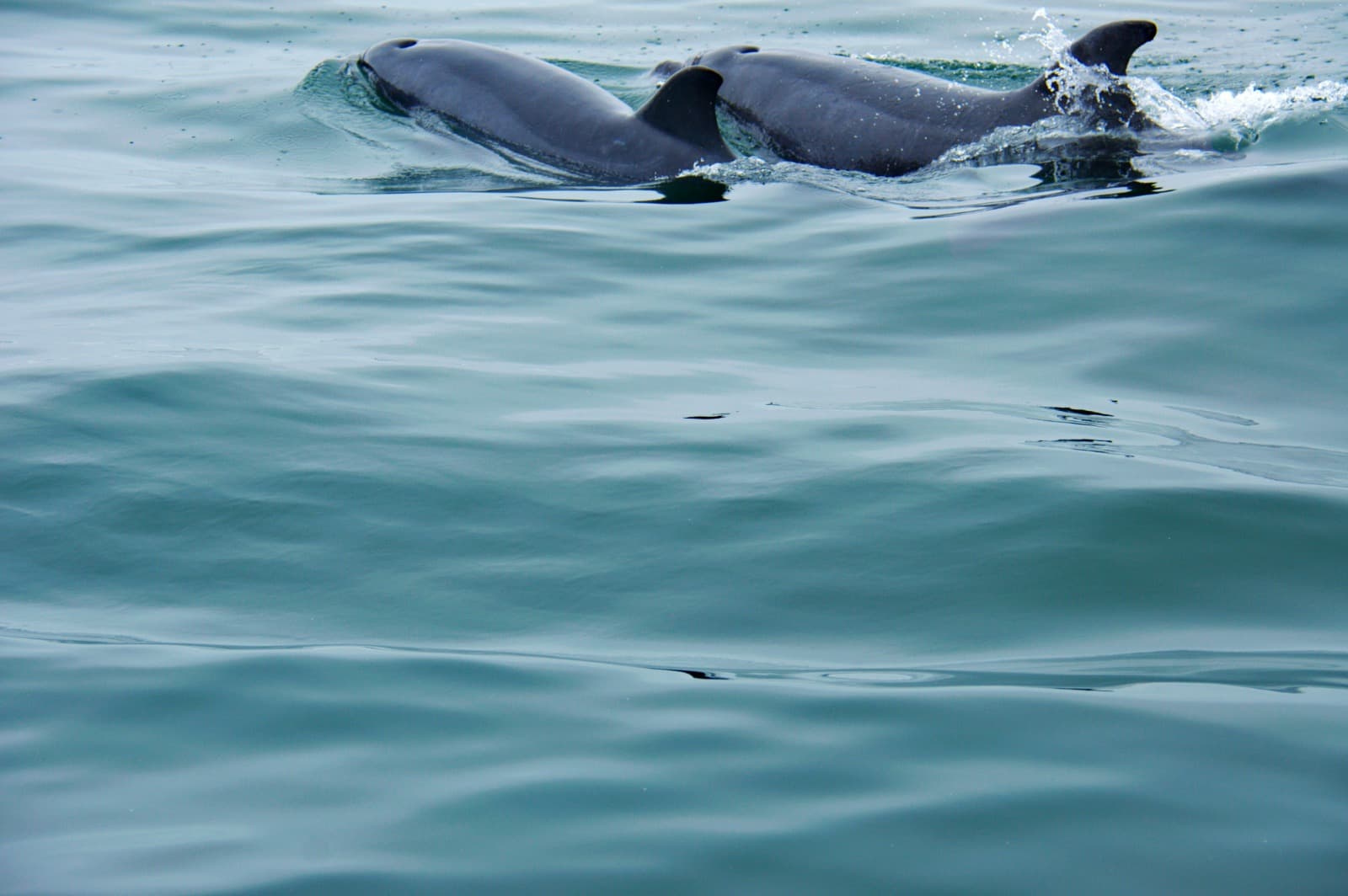 Transportation Services